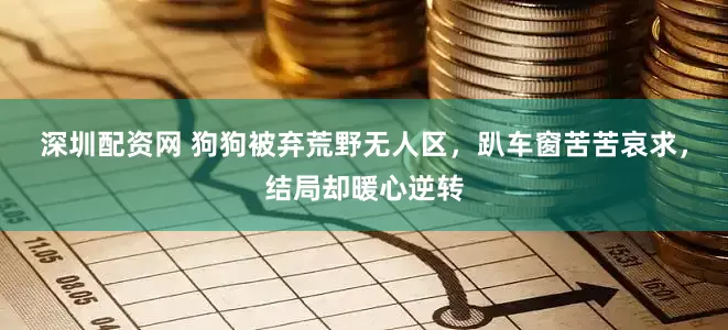 深圳配资网 狗狗被弃荒野无人区，趴车窗苦苦哀求，结局却暖心逆转